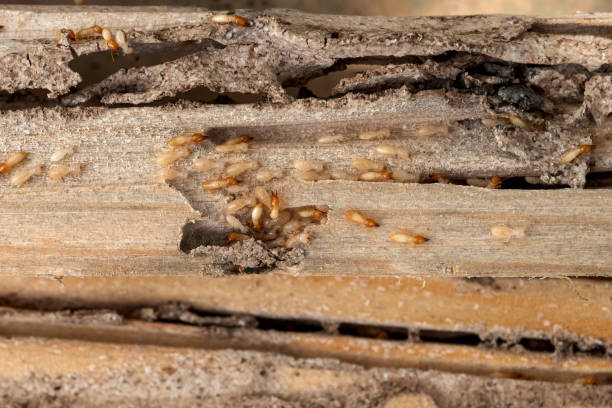 Best Pest Control Near Me  in Catonsville, MD